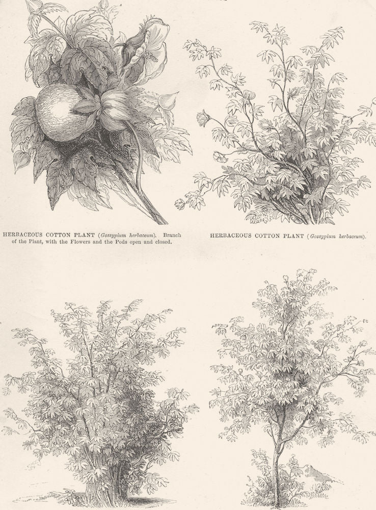 COTTON. Herbaceous cotton plant; Shrub cotton; Cotton Tree 1880 old print